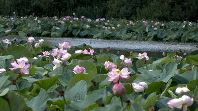 Рожеве море посеред Вінниччини: у Сологубівці ставок вкрився лотосами