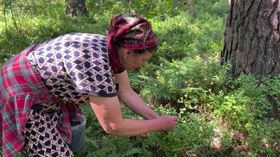 “Ягода класна”: як на рівненському Поліссі збирають чорниці “Ягода класна”: як на рівненському Поліссі збирають чорниці