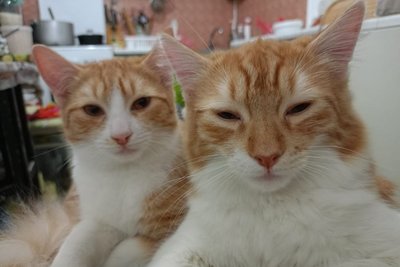Херсон, волонтери, Оксана Синенко, коти