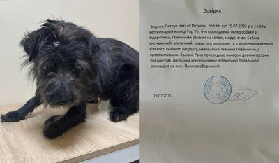 Би струмом і закопав: поліція перевіряє факт знущання з пса в Луцького району Би струмом і закопав: поліція перевіряє факт знущання з пса в Луцького району