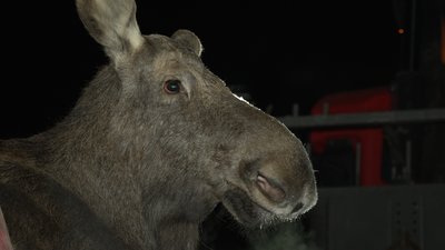 Збили лося на трасі Чернігів – Київ: чому не вдалося врятувати тварину на Чернігівщині Збили лося на трасі Чернігів – Київ: чому не вдалося врятувати тварину на Чернігівщині