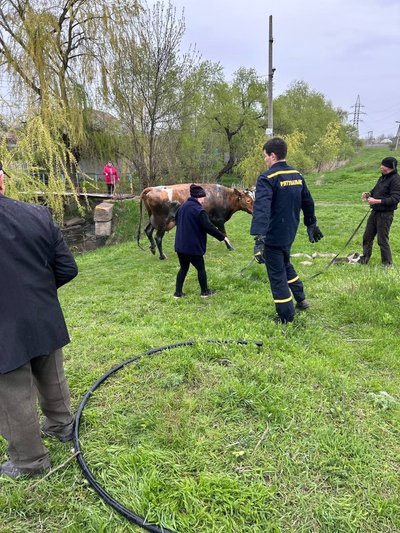 У Краматорську з річки врятували корову