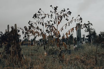 Кладовище, цвинтар, Чукалівка, смерть, поховання, похорони, хрести Кладовище, цвинтар, Чукалівка, смерть, поховання, похорони, хрести