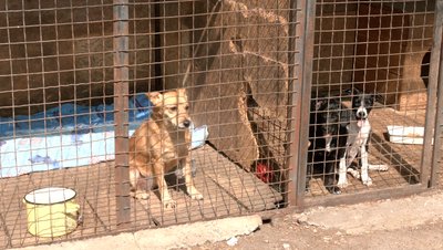 Черкаські волонтери заявили, що собак з притулку випустили в місто: що кажуть комунальники Черкаські волонтери заявили, що собак з притулку випустили в місто: що кажуть комунальники