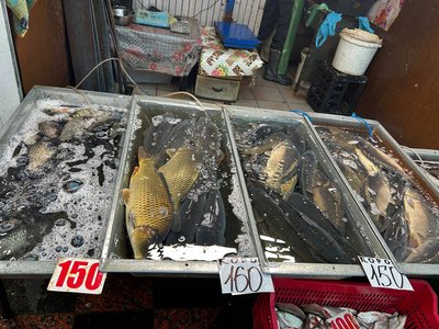 На Житньому ринку в Житомирі зросли ціни на живу рибу На Житньому ринку в Житомирі зросли ціни на живу рибу