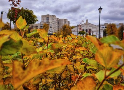 Осінь у відремонтованому сквері “Мистецькі ворота” Житомира: фоторепортаж Осінь у відремонтованому сквері “Мистецькі ворота” Житомира: фоторепортаж