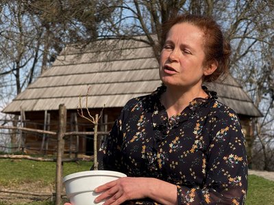 Гілочка верби з верби, яку посадив Кобзар під час заслання: в Ужгороді посадили саджанець верби Шевченка Гілочка верби з верби, яку посадив Кобзар під час заслання: в Ужгороді посадили саджанець верби Шевченка