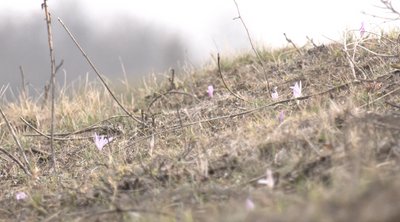 Розорюють все ближче: на Черкащині цвітуть червонокнижні шафрани і брандушки Розорюють все ближче: на Черкащині цвітуть червонокнижні шафрани і брандушки