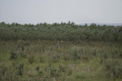 Відновити Каховське водосховище чи зберегти Великий Луг: думки фахівців та жителів Нікопольщини