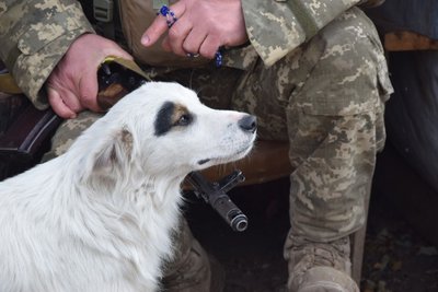 Воюють разом з нами: воїни 30 бригади з Житомирщини показали своїх фронтових тварин Воюють разом з нами: воїни 30 бригади з Житомирщини показали своїх фронтових тварин