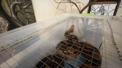 “Вона красива і розумна”: у Кропивницькому жінка тримає вдома триметрового удава “Вона красива і розумна”: у Кропивницькому жінка тримає вдома триметрового удава