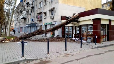 Деревопад на вулицях міста: наслідки негоди в Одесі Деревопад на вулицях міста: наслідки негоди в Одесі