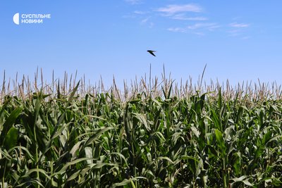 Пташка пролітає над полем кукурудзи на Херсонщині, липень 2025 року