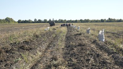 На Вінниччині освітяни збирають картоплю для шкіл та дитсадків На Вінниччині освітяни збирають картоплю для шкіл та дитсадків
