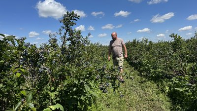 Ягода любить вологу і кислий ґрунт: на Кіровоградщині п’ятий день збирають лохину Ягода любить вологу і кислий ґрунт: на Кіровоградщині п’ятий день збирають лохину
