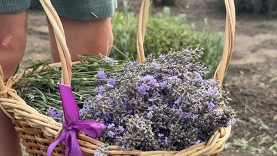 1000 ароматних кущів. Жителька Дніпропетровщина під час декретної відпустки створила лавандове поле 1000 ароматних кущів. Жителька Дніпропетровщина під час декретної відпустки створила лавандове поле