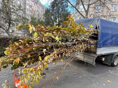 "Повирізали, то треба понасаджувати": у Вінниці триває озеленення міста "Повирізали, то треба понасаджувати": у Вінниці триває озеленення міста