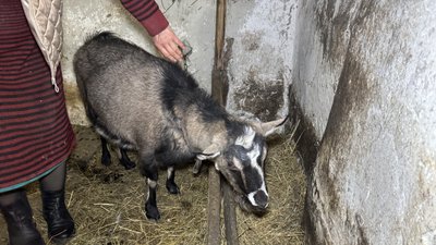 Коза Красуня село Спасько-Михайлівка Новодонецька громада Донецька область 19 грудня 2025 рік Коза Красуня село Спасько-Михайлівка Новодонецька громада Донецька область 19 грудня 2025 рік