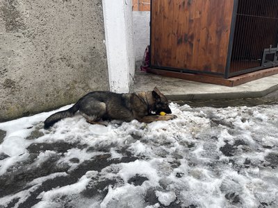 У ДСНС Полтавщини створили кінологічне відділення, де працює вівчарка Касандра