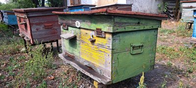 пасічник Роман Бурджанадзе бджоляр переселенець Сєвєродонецьк Луганщина мед Павлоградський район Дніпропетровська область 29 серпня 2024 рік пасічник Роман Бурджанадзе бджоляр переселенець Сєвєродонецьк Луганщина мед Павлоградський район Дніпропетровська область 29 серпня 2024 рік