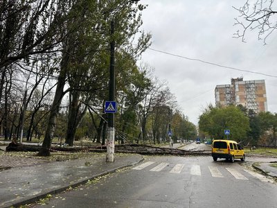 В Одесі через шторм впали понад 50 дерев