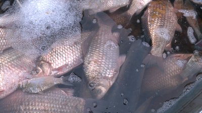 Жива риба на ринку Рівного: які ціни восени та що купують найчастіше Жива риба на ринку Рівного: які ціни восени та що купують найчастіше