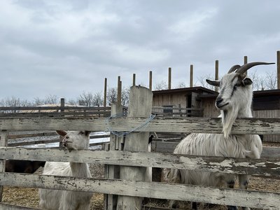 "Дуже дружелюбні та лагідні". З Куп'янська на екоферму неподалік Дніпра евакуювали шестеро кіз "Дуже дружелюбні та лагідні". З Куп'янська на екоферму неподалік Дніпра евакуювали шестеро кіз