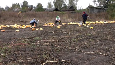 "Дуже страшно — дрон летить, ми вибираємо": як в Архипівці на Чернігівщині під обстрілами збирають гарбузове насіння "Дуже страшно — дрон летить, ми вибираємо": як в Архипівці на Чернігівщині під обстрілами збирають гарбузове насіння