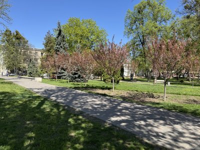 У Полтаві заквітли сакури: де фотографуються містяни У Полтаві заквітли сакури: де фотографуються містяни