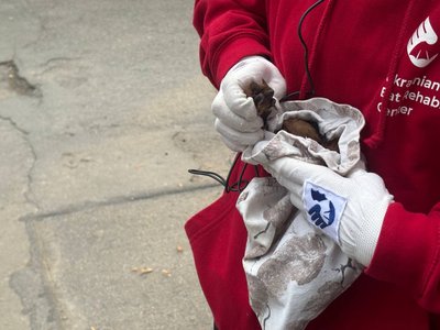 У Вінниці випустили на волю понад сотню кажанів, врятованих волонтерами протягом зими У Вінниці випустили на волю понад сотню кажанів, врятованих волонтерами протягом зими