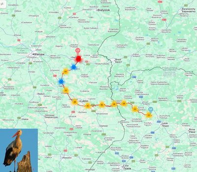 Після міграції з Африки оселилась в Україні: польська лелека обрала для гніздування Хмельниччину Після міграції з Африки оселилась в Україні: польська лелека обрала для гніздування Хмельниччину