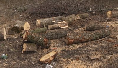 Дерева, порізані на частини, у лісі Дерева, порізані на частини, у лісі