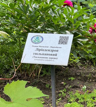 У Ботанічному саду Житомира розквітнуло тюльпанове дерево У Ботанічному саду Житомира розквітнуло тюльпанове дерево