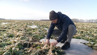 Поля і морози Поля і морози