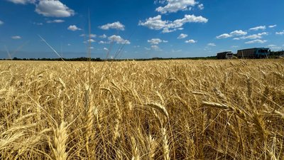Жнива-2025: на Кіровоградщині почали збирати озиму пшеницю