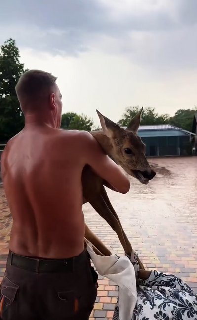 В Ізмаїлі врятували дику косулю, але після лікування вона втекла В Ізмаїлі врятували дику косулю, але після лікування вона втекла