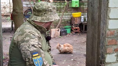 котики, зсу котики, зсу
