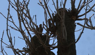 У Смілі обрізають дерева У Смілі обрізають дерева