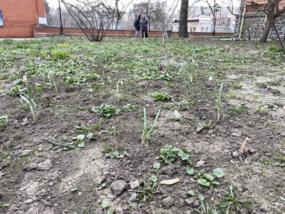 У дендропарку Полтавського краєзнавчого музею висадили підсніжники У дендропарку Полтавського краєзнавчого музею висадили підсніжники