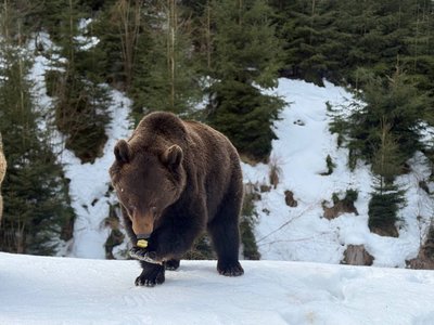 В НПП "Синевир" прокинулися ведмеді