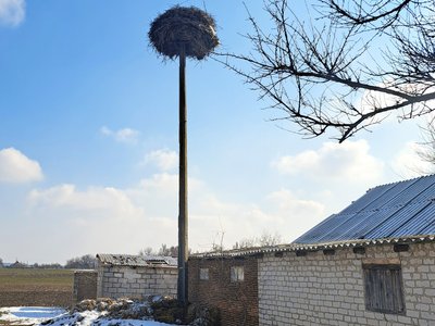 селище Зелений Гай Комарська громада лелече гніздо Донецька область 26 лютого 2025 рік селище Зелений Гай Комарська громада лелече гніздо Донецька область 26 лютого 2025 рік