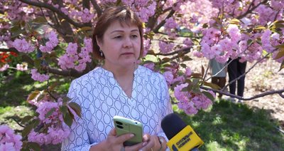 "Вночі вибухи, а тут приходиш і відключаєшся від цього всього". На території одного з вишів Дніпра розквітла алея сакур "Вночі вибухи, а тут приходиш і відключаєшся від цього всього". На території одного з вишів Дніпра розквітла алея сакур