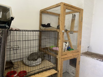 Новий будинок для котів у Полтаві: як виглядає та що кажуть доглядальники Новий будинок для котів у Полтаві: як виглядає та що кажуть доглядальники