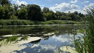 Сіверський донець на Харківщині, серпень 2024 року Сіверський донець на Харківщині, серпень 2024 року