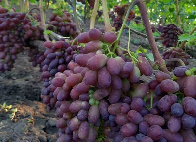 Виноградарство у прикордонні: як родина з села Самотоївка на Сумщині вирощує виноград Виноградарство у прикордонні: як родина з села Самотоївка на Сумщині вирощує виноград