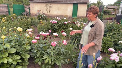 Півонії з різних країн: на Хмельниччині вчителька вирощують майже 300 сортів Півонії з різних країн: на Хмельниччині вчителька вирощують майже 300 сортів