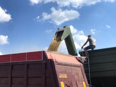 жнива, зерно, комбайн молотить жнива, зерно, комбайн молотить