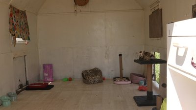 Лікує, вакцинує і шукає родини: кропивничанка створила притулок для котів і собак