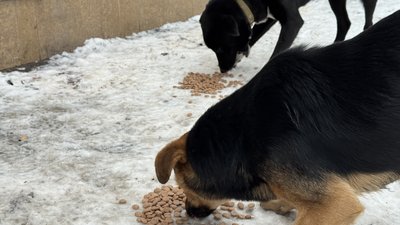 Бродячі собаки Добропілля Донецька область 3 січня 2026 рік Бродячі собаки Добропілля Донецька область 3 січня 2026 рік