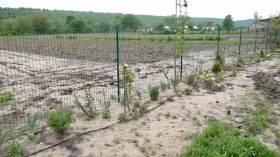 Затопило розсаду цибулі Затопило розсаду цибулі